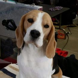 Diamond - Beagle
