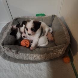 Athos  Boy 1 - Fawn and white male Papillon puppy in Bon Aqua, Tennessee from Rene's Papillon