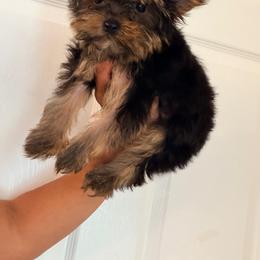 Ryder - Black and tan male Yorkshire Terrier puppy in Ocala, Florida from Yorkie  And Shih Tzu Love