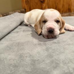Orange Collar - Lemon and white male Basset Hound puppy in Republic, Missouri from Shauna Jones Family Basset Hounds