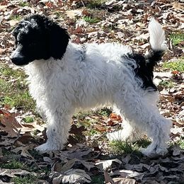 Tucker - Parti male Poodle puppy in Cabool, Missouri from Rafter B Farms