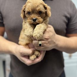 Cavapoo Puppies from Woodland poodles and Cavapoos
