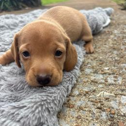 Kenzie - Red female Dachshund puppy in Huntsville, Alabama from Bryant’s Miniature Dachshunds