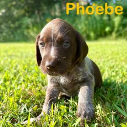 Phoebe - Liver roan female German Shorthaired Pointer puppy in Spring Valley, Wisconsin from Filipiak Breeders