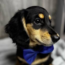 Bruno - Black and cream male Dachshund puppy in Auburndale, Florida from Doxster Dachshunds