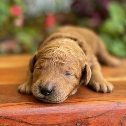 Happy - Red  male Goldendoodle puppy in Camden, North Carolina from Oopsie Doodles of NC