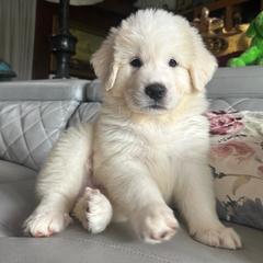 Tigger - White male Great Pyrenees puppy in Murfreesboro, Tennessee from Storybook Tails Farm