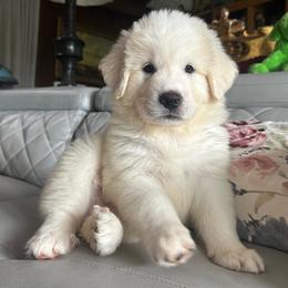 Tigger - White male Great Pyrenees puppy in Murfreesboro, Tennessee from Storybook Tails Farm