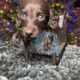Fred - Chocolate male Dachshund puppy in Adamsville, Tennessee from Shiloh Ridge Dachshunds