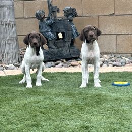 German Shorthaired Pointers from Davis GSP's