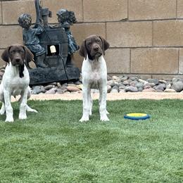 German Shorthaired Pointers from Davis GSP's