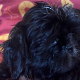 Brussels Griffons and Shih Tzus from Full of Shih Tzus
