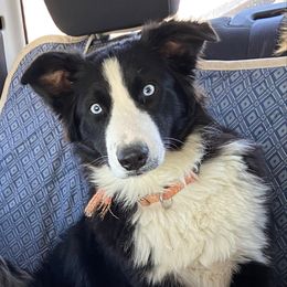 KJ - Australian Shepherd