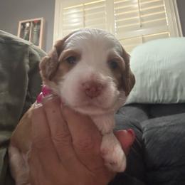 Kasey - Caramel ice male Australian Labradoodle puppy in Fontana, California from Glory Labradoodle’s