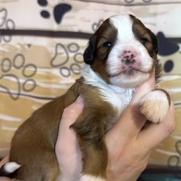Girl 3 - Red tri-color female Aussiedoodle puppy in Hillsboro, Illinois from Perfect Paws Puppies