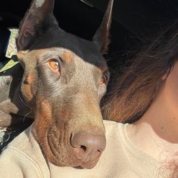 Koda - Doberman Pinscher