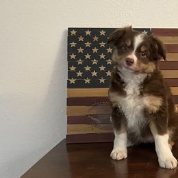 Miniature Australian Shepherds and Toy Australian Shepherds from Willow Ridge Mini and Toy Aussies