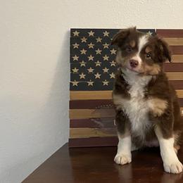 Miniature Australian Shepherds and Toy Australian Shepherds from Willow Ridge Mini and Toy Aussies