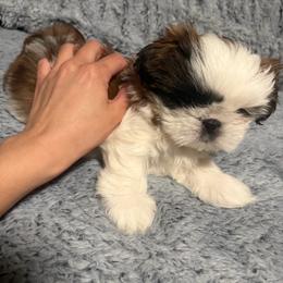 Robin - Brindle and white female Shih Tzu puppy in Kennewick, Washington from Tinytails