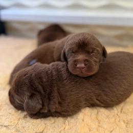 Dark Blue - Chocolate male Labrador Retriever puppy in Somerset, California from Cantina Labs and Cavs
