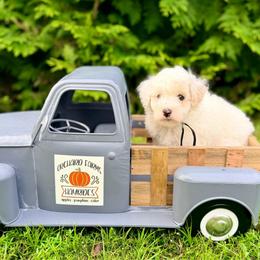 Cove - Parti male Poodle puppy in Dunn, North Carolina from Sandy Creek Kennels