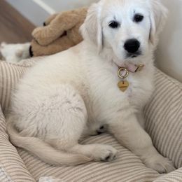 Golden Retriever Puppies from Robinsnest Goldens