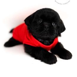 Dre - Black male Shih Tzu puppy in League City, Texas from Divine Pups