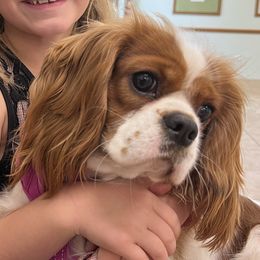 Cavalier King Charles Spaniels from Bunker Hill Cavaliers