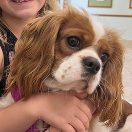 Cavalier King Charles Spaniels from Bunker Hill Cavaliers