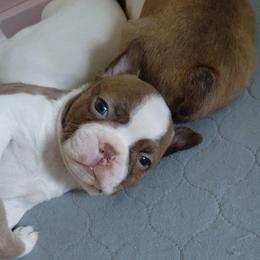 Selwyn - Red male Boston Terrier puppy in Star, North Carolina from Meatloaf's Bostons Family
