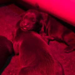 Boy 4 - Liver male Boykin Spaniel puppy in Piedmont, South Carolina from Melissa's Boykins