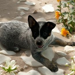 Girl 2 - Blue speckled female Australian Cattle Dog puppy in Waterloo, South Carolina from Star Ranch Australian Cattle Dogs