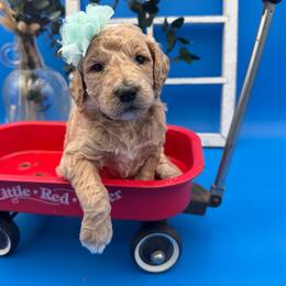 Sadie - Apricot female Goldendoodle puppy in Willacoochee, Georgia from Kitandkboodle's Doodles