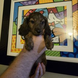 Maiev - Brindle female Dachshund puppy in Redlands, California from Pearson's Dachshunds
