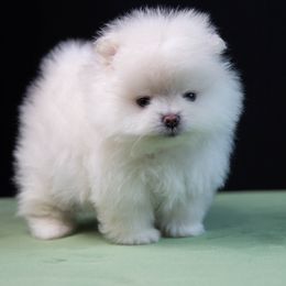 TUCKER (Light Cream Male) - Cream male Pomeranian puppy in Pavilion, New York from Calverton Pomeranians