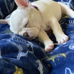 French Bulldog Puppies from Baby Bear Frenchies