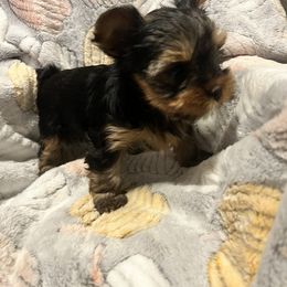 "Girl " Yorkshire Terrier Puppies from Becky Harriman's Yorkshire Terriers