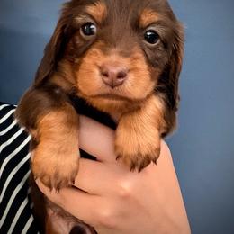 Storm - Chocolate and tan male Dachshund puppy in Southwest Ranches, Florida from Breezy Florida Dachshunds