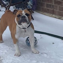 Leia - Bulldog