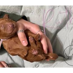 Double Doodle Puppies from Magnolia & Finn Doodles
