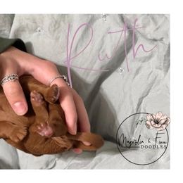 Double Doodle Puppies from Magnolia & Finn Doodles