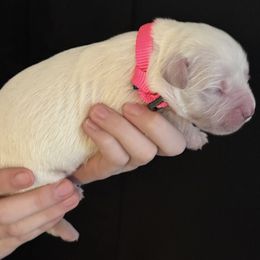 Golden Retriever Puppies from Golden Care Golden Retrievers