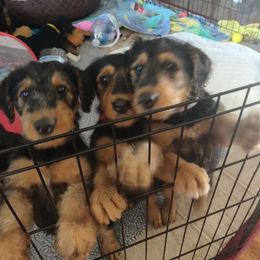 Airedale Terrier Puppies from Zinful Airedales
