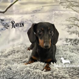 Raven - Dachshund