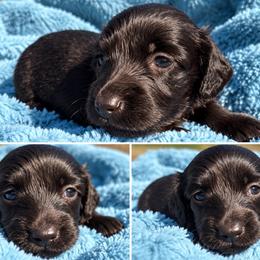 Maverick - Black male Dachshund puppy in Cottage Grove, Oregon from Freckled Roots Farm Dachshunds