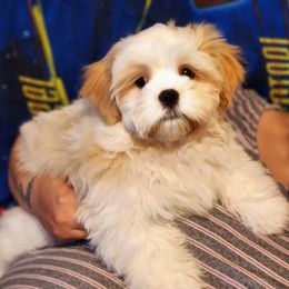 Shih Tzu Puppies from Pure Beauty Shih Tzu Pups