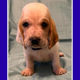 Blue collar male - Lemon and white male Basset Hound puppy in Columbia, South Carolina from Pawmetto Hounds