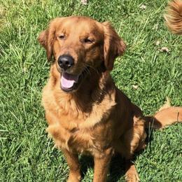 Clay - Golden Retriever