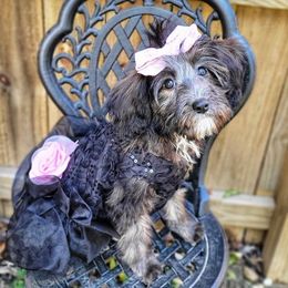 Aussiedoodle and Goldendoodle Puppies from Saddle Hill Farms