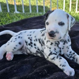 Boy 1 - White and black male Dalmatian puppy in Ventura, California from Undeniable Dalmatians